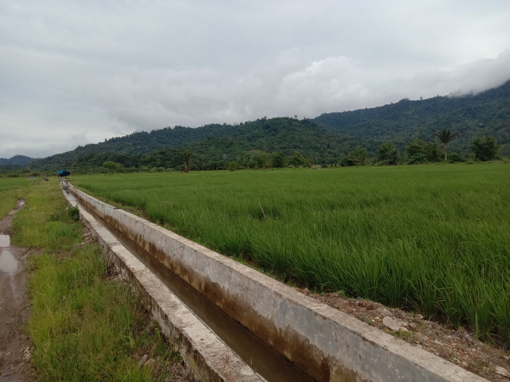 Area Persawahan Gampong Ladang Rimba
