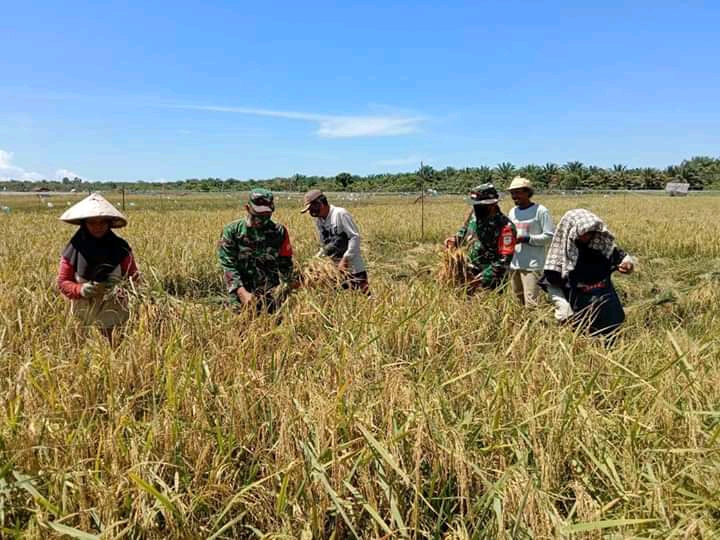 Kegiatan Panen Padi